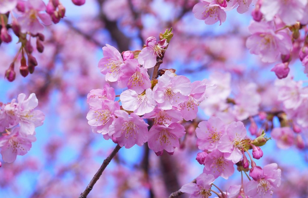Irány Japán a cseresznyevirágzás idején!