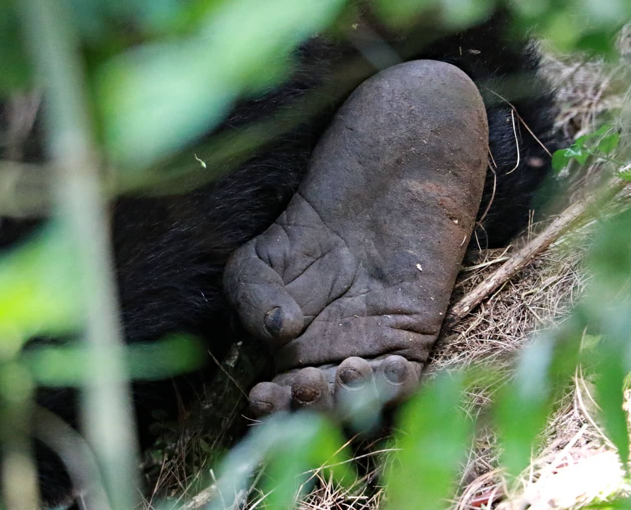 gorilla ember találkozik ismerkedés madagaszkári nő