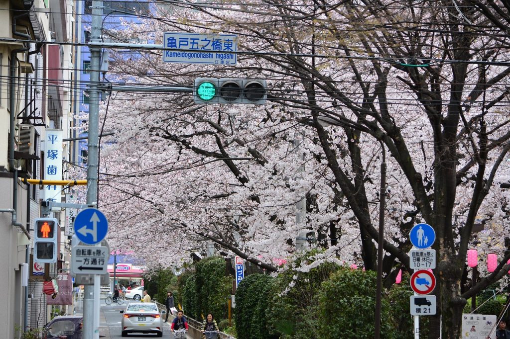 Látogass Japánba a cseresznyevirágzás idején!