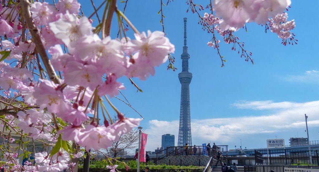 Bakancslistás: Japán a cseresznyefa virágzás idején! 7 éj Tokióban, négycsillagos szállással és repjeggyel 301.000 Ft-ért!