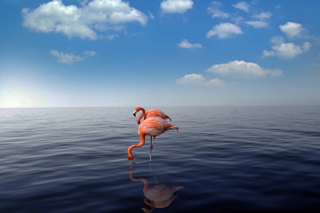 Napozz flamingókkal: 8 napos álomnyaralás Arubán 279.500 Ft-ért!