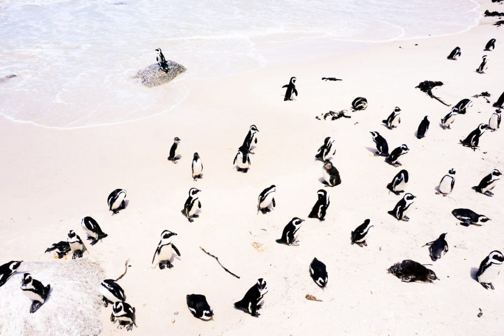 Napozz pingvinekkel: 9 napos utazás Fokvárosba 4 csillagos hotellel, repülővel 219.100 Ft-ért!