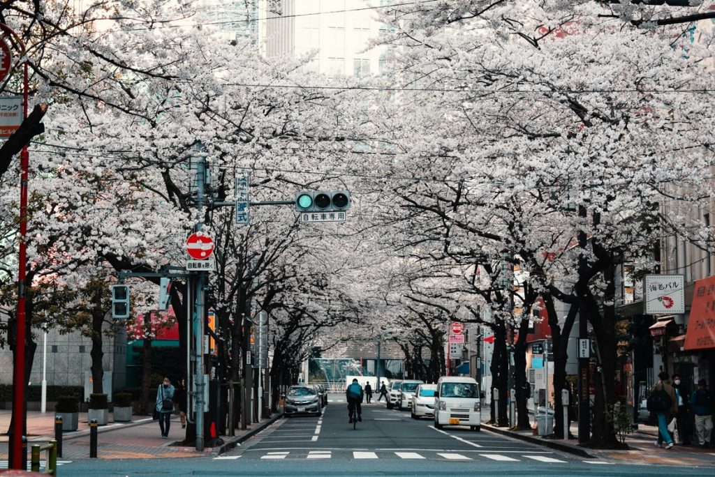 Igazi kuriózum: retúr repülőjegy Tokyo-ba a cseresznyevirágzás idején 152.000 Ft-ért!