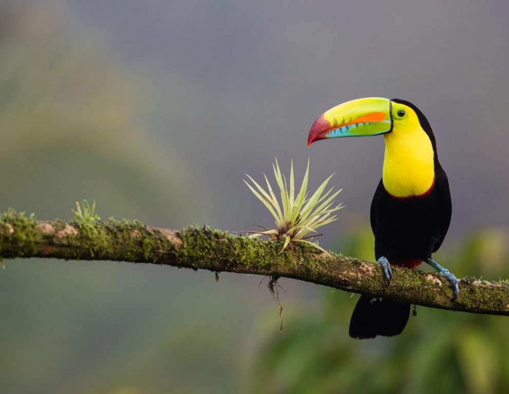 Csodás természet: retúr repülőjegy Costa Ricába 218.800 Ft-ért!
