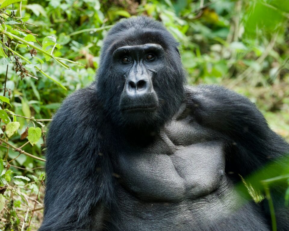 Micsoda? Retúr repülőjegy Ugandába 144.000 Ft-ért! Találkozz gorillákkal!