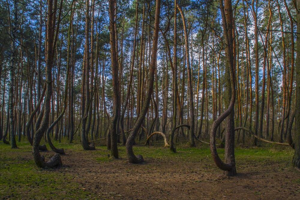 Krzywy Las, a lengyel görbe erdő