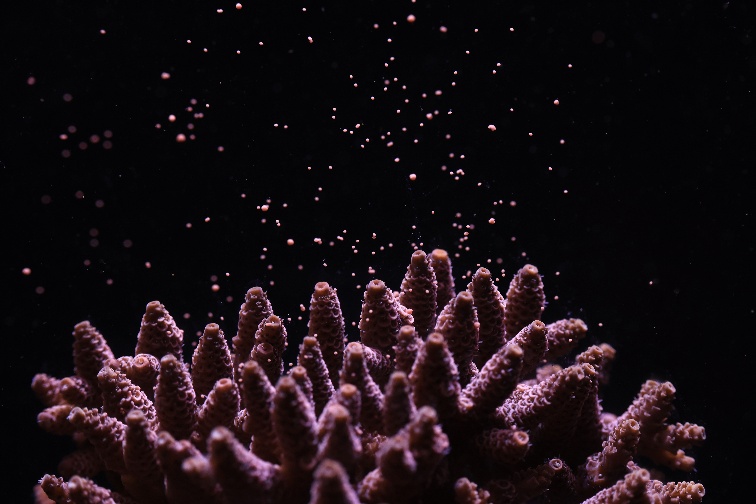 Dr Jamie Craggs, a Coral Spawning Lab társalapítója által készített fotó, mely egy korall ágait ábrázolja, amint pete-/hímiversejtcsomagokat lövell ki magából. Canon EOS R5 fényképezőgéppel, Canon RF 24-105mm objektívvel készítve (f/4 L IS USM, f/5.0, 1/100, ISO1250)