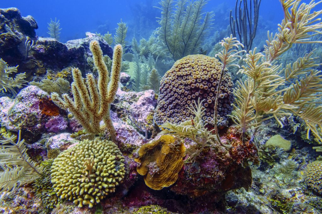 Egy hetes álomutazás a kedvenc karibi szigetünkre, Bonaire-re 415.250 Ft-ért!