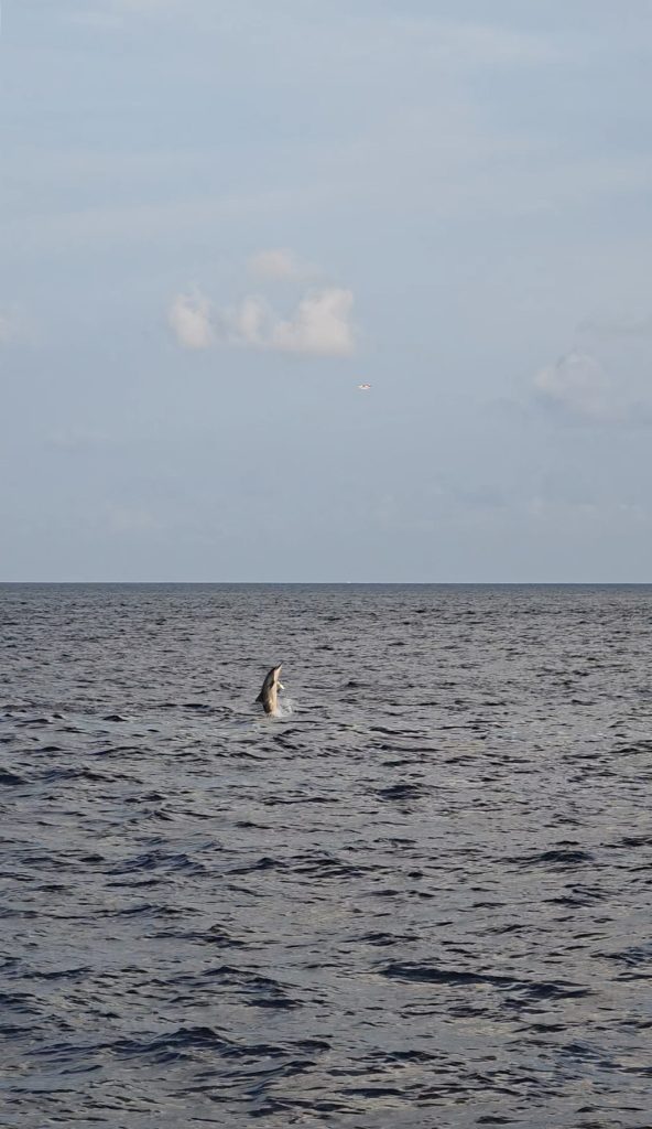 Delfin ugrik az óceánban.