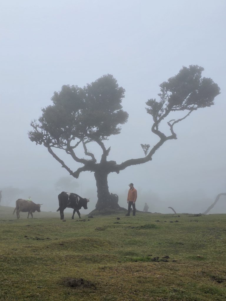1. fotó: PR10 Levada do Furado, Madeira. 2. fotó: Cascata dos Anjos. Samsung Galaxy készülékkel készült.