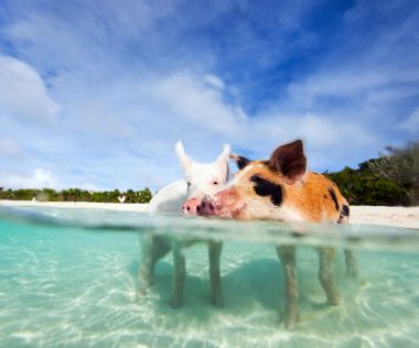 Különlegesség: fürödj malacokkal, cápákkal, rájákkal a Bahama-szigetek Exuma körzetében!
