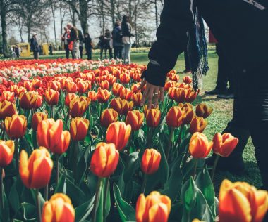 Ide utazz tavasszal, ha Te is rajongsz a tulipánokért!