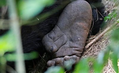 Hegyi gorillák közt-Uganda