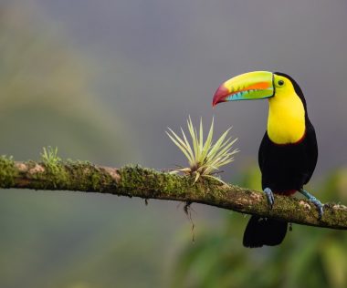 Csodás természet: retúr repülőjegy Costa Ricába 218.800 Ft-ért!