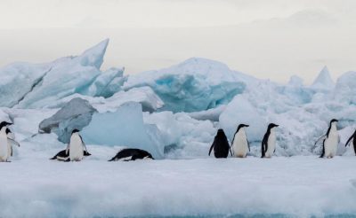 Ilyen még nem volt: Antarktiszt és a Falkland-szigeteket felfedező tengeri utazás