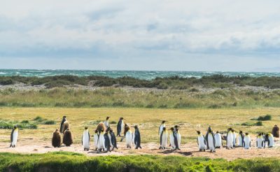 WOW: Retúr repülőjegy Chilébe Turkish Airlines-szal 239.000 Ft-ért!