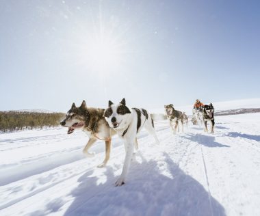 A skandináv sarkvidék kutyaszános felfedezésére szinte bárki képes