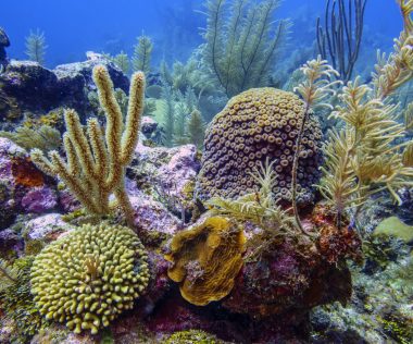 Közvetlen retúr repülőjegy a csodás karibi Bonaire szigetére Amszterdamból 180.000 Ft-ért!