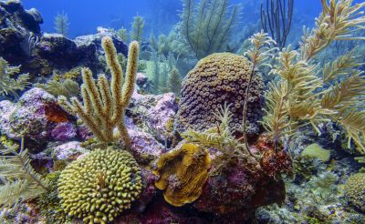 Közvetlen retúr repülőjegy a csodás karibi Bonaire szigetére Amszterdamból 180.000 Ft-ért!