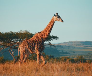 Dobj el mindent: retúr repülőjegy Johannesburgba budapesti indulással 157.000 Ft-ért! + 3 napos Kruger park szafari 191.000 Ft-ért!