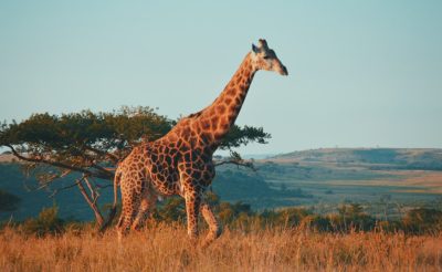 Dobj el mindent: retúr repülőjegy Johannesburgba budapesti indulással 157.000 Ft-ért! + 3 napos Kruger park szafari 191.000 Ft-ért!