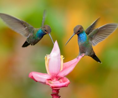 Micsoda? Retúr repülőjegy a Karibi térségbe, Trinidad és Tobagora 130.140 Ft-ért!